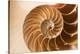 Fibonacci Pattern in a Shell-null-Stretched Canvas