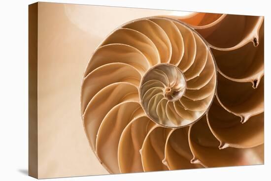 Fibonacci Pattern in a Shell-null-Stretched Canvas