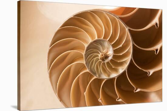 Fibonacci Pattern in a Shell-null-Stretched Canvas