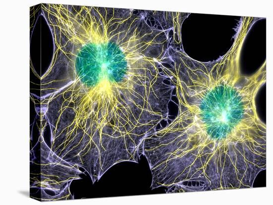 Fibroblast Cells Showing Cytoskeleton-Dr. Torsten Wittmann-Premier Image Canvas