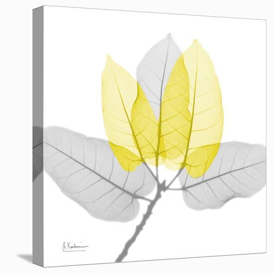 Ficus Burkey Yellow Gray-Albert Koetsier-Premier Image Canvas