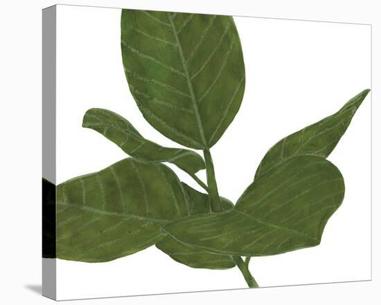 Ficus Dance - Glide-Lottie Fontaine-Stretched Canvas