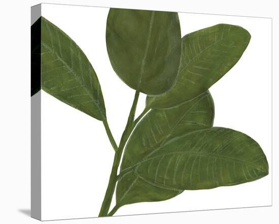 Ficus Dance - Sway-Lottie Fontaine-Stretched Canvas