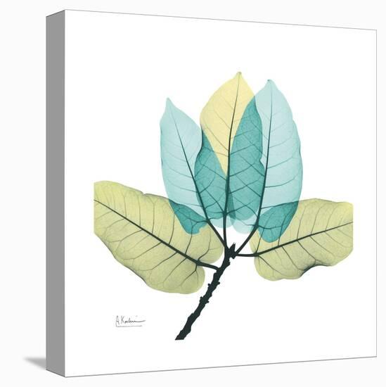 FicusBurkey-Albert Koetsier-Stretched Canvas