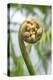 Fiddlehead, Fern, Usa-Lisa S. Engelbrecht-Premier Image Canvas