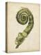 Fiddlehead Ferns II-Jennifer Goldberger-Stretched Canvas