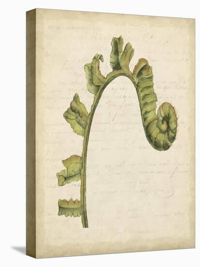 Fiddlehead Ferns III-Jennifer Goldberger-Stretched Canvas