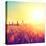 Field, Beautiful Nature Sunset Landscape-Subbotina Anna-Premier Image Canvas