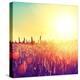 Field, Beautiful Nature Sunset Landscape-Subbotina Anna-Stretched Canvas