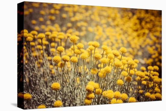 Field Flowers/Buttercup-Curioso Travel Photography-Premier Image Canvas