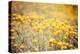 Field Flowers/Buttercup-Curioso Travel Photography-Premier Image Canvas