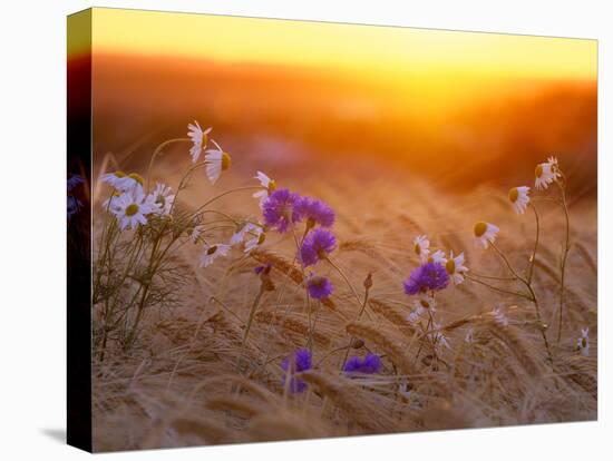 Field Flowers in Corn Field Barley Field-null-Premier Image Canvas