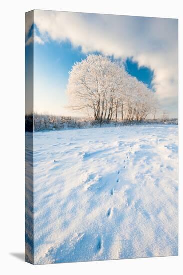 Field gateway in snow, nr Bradworthy, Devon, UK-Ross Hoddinott-Premier Image Canvas