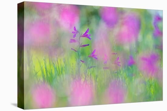 Field gladiolus flowering in meadow, Cyprus-Edwin Giesbers-Premier Image Canvas