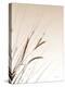 Field Grasses I Sepia-Debra Van Swearingen-Premier Image Canvas