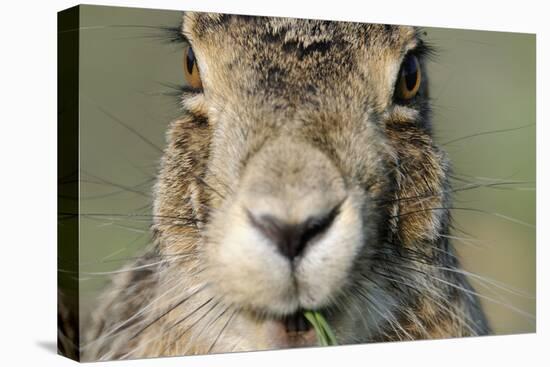 Field Hare, Lepus Europaeus, Portrait, Cut, Mammal, Animal, Hare, Face, Fur, Eat-Ronald Wittek-Premier Image Canvas