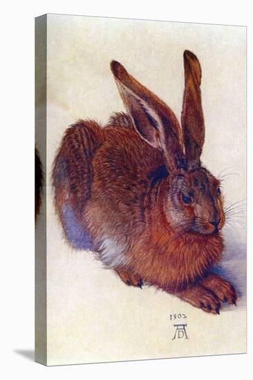 Field Hare-Albrecht Dürer-Stretched Canvas