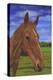 Field Horse-Karie-Ann Cooper-Premier Image Canvas