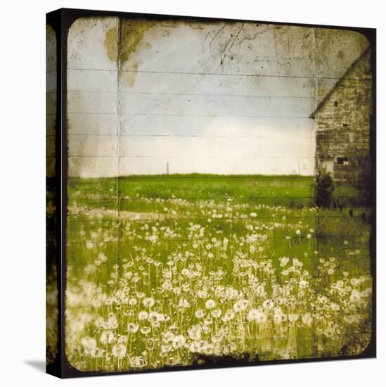 Field II-Ingrid Blixt-Stretched Canvas