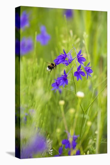 Field Larkspur (Consolida Regalis - Delphinium Consolida) with Bumble Bee Flying by, Slovakia-Wothe-Premier Image Canvas