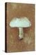 Field Mushroom-Den Reader-Premier Image Canvas