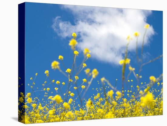 Field Mustard, Brassica Campestris, Lafayette Reservoir, Lafayette, California, Usa-Paul Colangelo-Premier Image Canvas