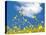 Field Mustard, Brassica Campestris, Lafayette Reservoir, Lafayette, California, Usa-Paul Colangelo-Premier Image Canvas