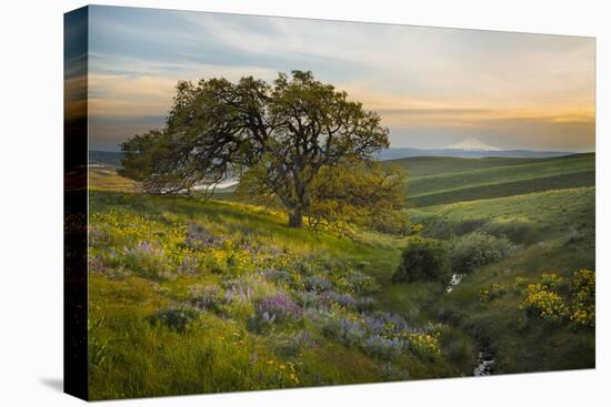 Field of Arrowleaf Balsamroot, Lupine and an Oak Tree at Columbia Hills State Park, Mt. Hood-Gary Luhm-Premier Image Canvas