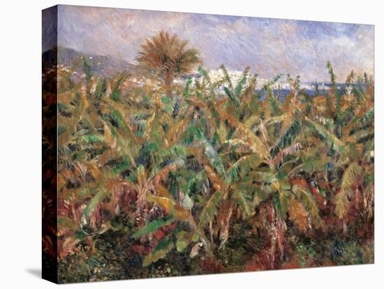 Field of Banana Trees-Pierre-Auguste Renoir-Premier Image Canvas