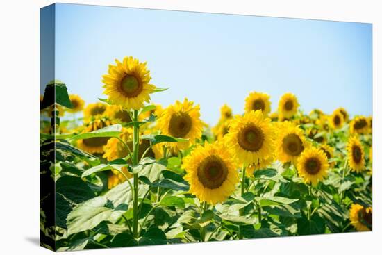 Field of Beautiful Bright Sunflowers against the Blue Sky. Summer Flowers-Maksym Protsenko-Premier Image Canvas