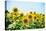 Field of Beautiful Bright Sunflowers against the Blue Sky. Summer Flowers-Maksym Protsenko-Premier Image Canvas