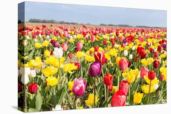 Field of Beautiful Colorful Tulips in the Netherlands-kruwt-Premier Image Canvas