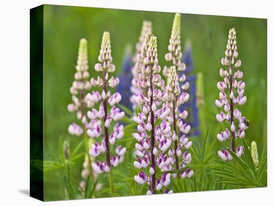 Field of Blooming Lupine Flowers and Bee, Acadia National Park, Maine, USA-Nancy Rotenberg-Premier Image Canvas