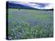 Field of Blue Camas Wildflowers near Huson, Montana, USA-Chuck Haney-Premier Image Canvas