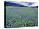 Field of Blue Camas Wildflowers near Huson, Montana, USA-Chuck Haney-Premier Image Canvas