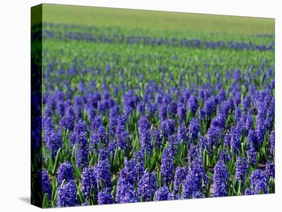 Field of Blue Hyacinths at Lisse in the Netherlands, Europe-Murray Louise-Premier Image Canvas
