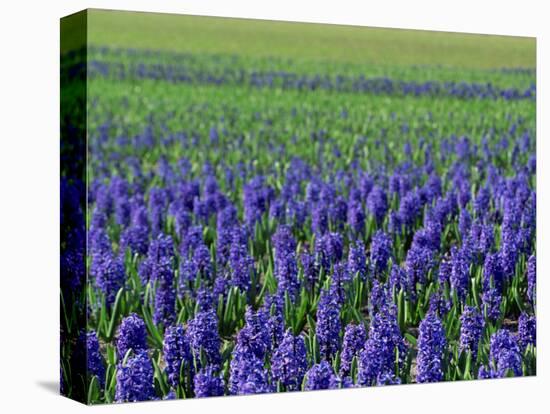 Field of Blue Hyacinths at Lisse in the Netherlands, Europe-Murray Louise-Premier Image Canvas