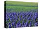 Field of Blue Hyacinths at Lisse in the Netherlands, Europe-Murray Louise-Premier Image Canvas