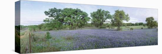 Field of Bluebonnet Flowers, Texas, USA-null-Premier Image Canvas