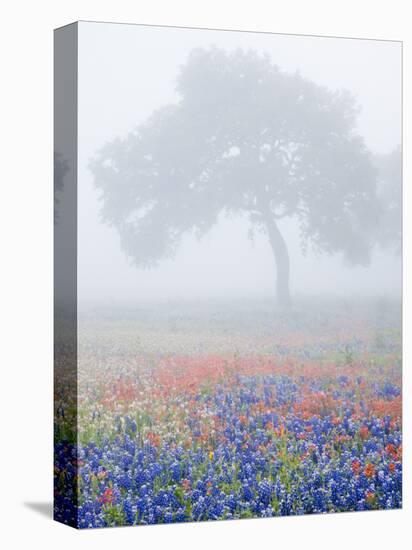 Field of Bluebonnets and Paintbrush on Foggy Morning, Texas, USA-Julie Eggers-Premier Image Canvas