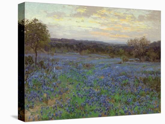 Field of Bluebonnets at Sunset-null-Stretched Canvas