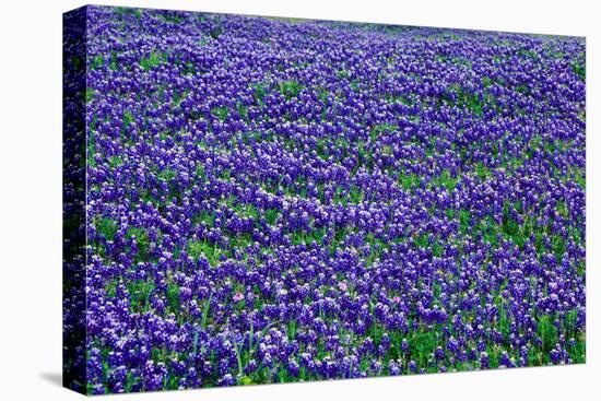 Field of bluebonnets in bloom Spring Willow City Loop Rd. TX-null-Premier Image Canvas