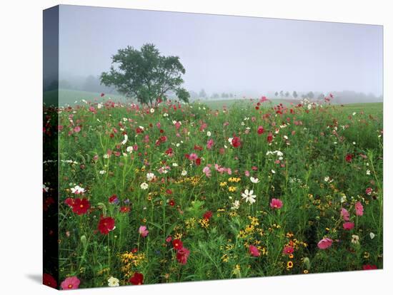 Field of Cosmos Flower, Union, Kentucky, USA-Adam Jones-Premier Image Canvas