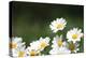 Field of Daisies II-Karyn Millet-Premier Image Canvas