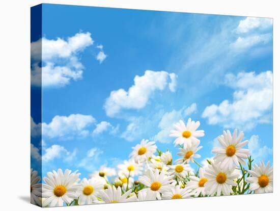 Field of Daisy Flowers against Blue Sky-Liang Zhang-Premier Image Canvas