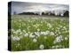 Field of Dandelion Seedheads Near Stow on the Wold, Gloucestershire, Cotswolds, England, United Kin-Stuart Black-Premier Image Canvas