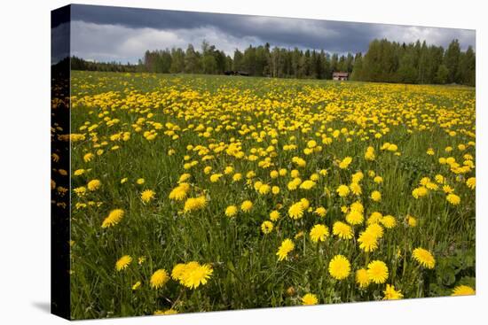 Field of Dandelions (Taraxacum Sp) in Flower, Bergslagen, Sweden, June 2009-Cairns-Premier Image Canvas