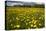 Field of Dandelions (Taraxacum Sp) in Flower, Bergslagen, Sweden, June 2009-Cairns-Premier Image Canvas