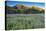 Field of Fireweed in meadow, Banff National Park, Canada-Howie Garber-Premier Image Canvas