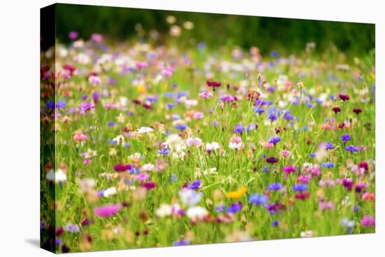 Field of Flowers in Paintography-Philippe Sainte-Laudy-Premier Image Canvas